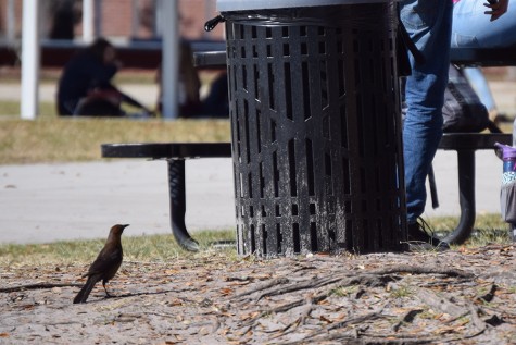 Birds often wander close to students, looking for a bite to eat. 