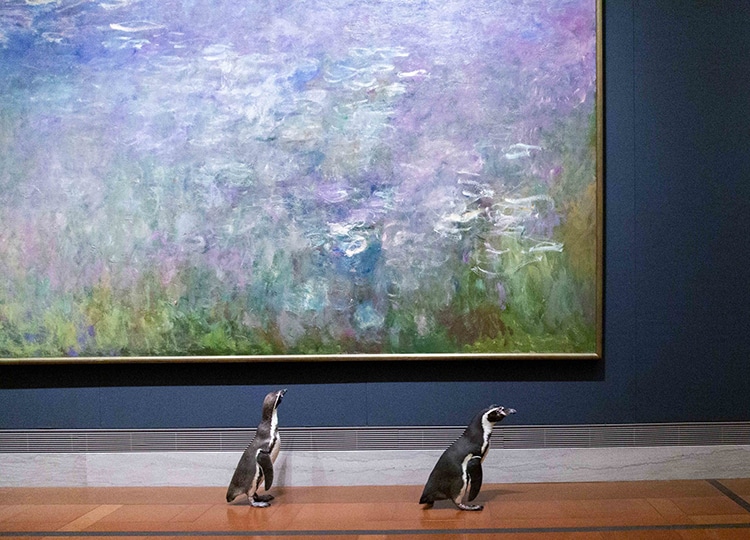 In Missouri, penguins from the Kansas City Zoo were allowed to roar the halls of a local museum. Although there are different opinions on whether they should have gone or not, the penguins seemed to enjoy the outing. 
Source- My Modern Met 