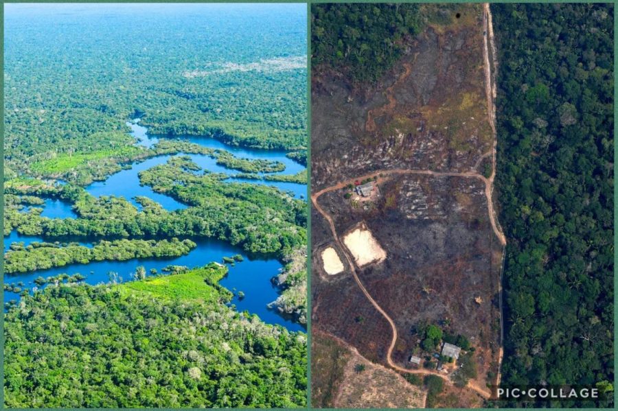 The before and after pictures of the Amazon Rainforest make it evident that humans must quickly decide on a course of action in order to protect the environment from further damage. The world is running out of time and we must hurry before the damages become irreversible. 
