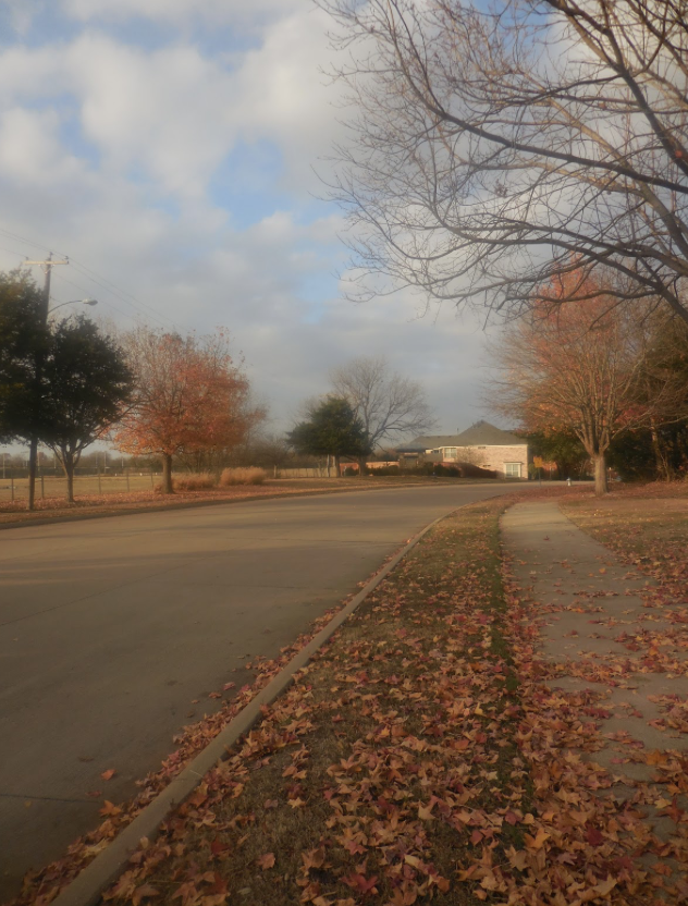 
The colorful, fallen leaves and barren trees in suburban Dallas,  surrounded by the homes,  create a cozy and welcoming feel.
