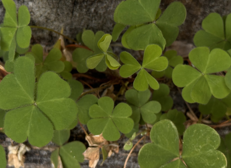 The shamrock is a type of clover that is linked to St. Patrick’s day. 