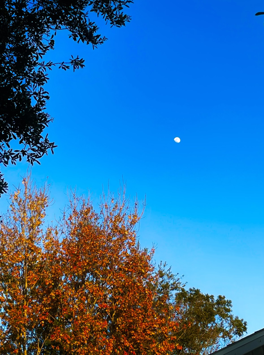 Blue sky with trees surrounding it and the moon in the distance.